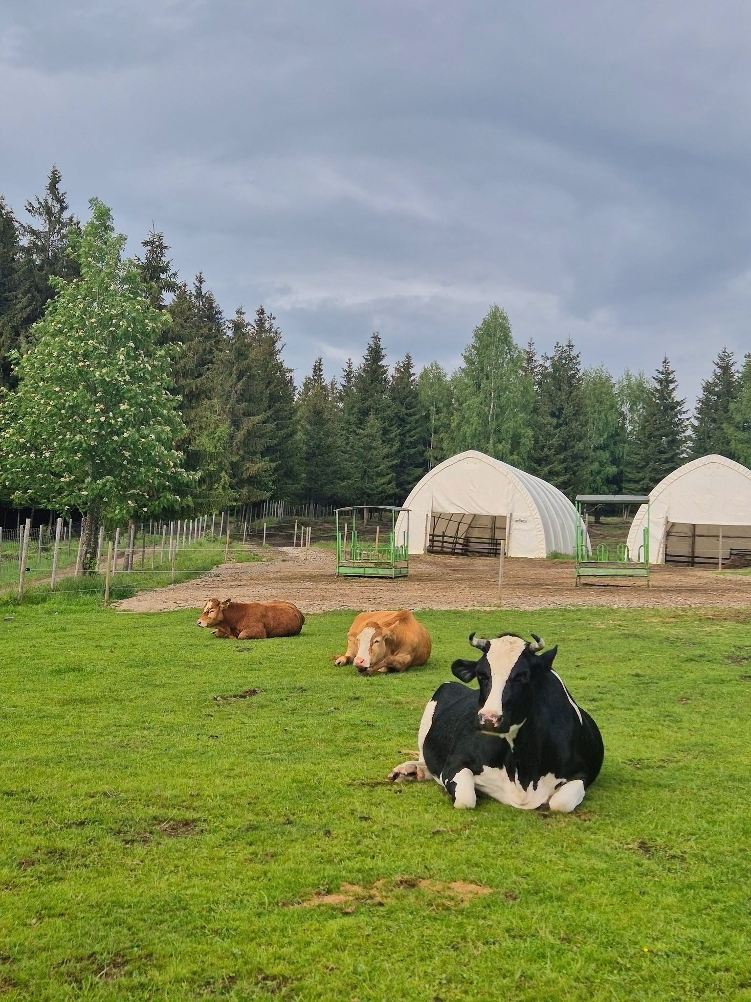 Rosa, Dolores și Jumbo odihnindu-se pe pajiștea sanctuarului