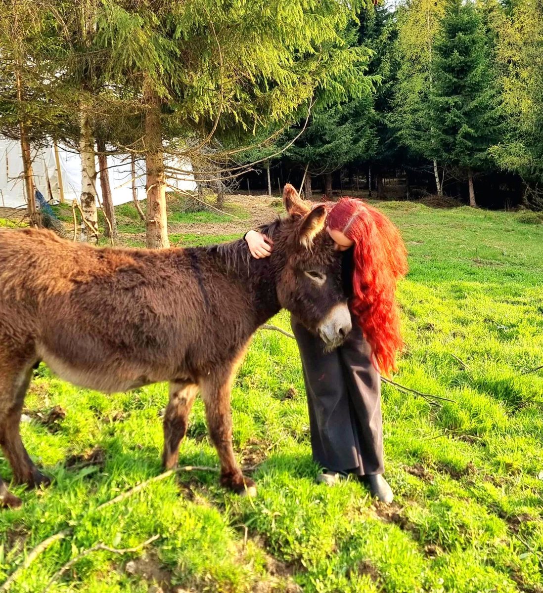 Voluntar alături de animăluțele sanctuarului