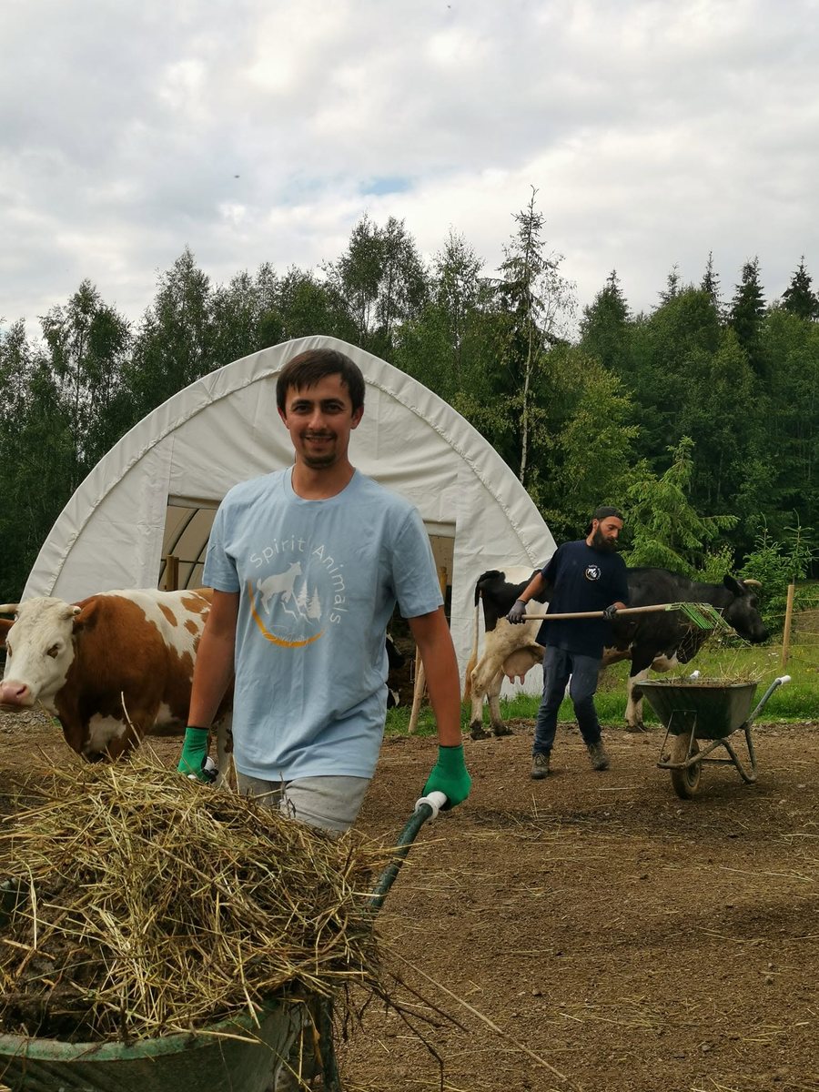 Voluntar alături de animăluțele sanctuarului